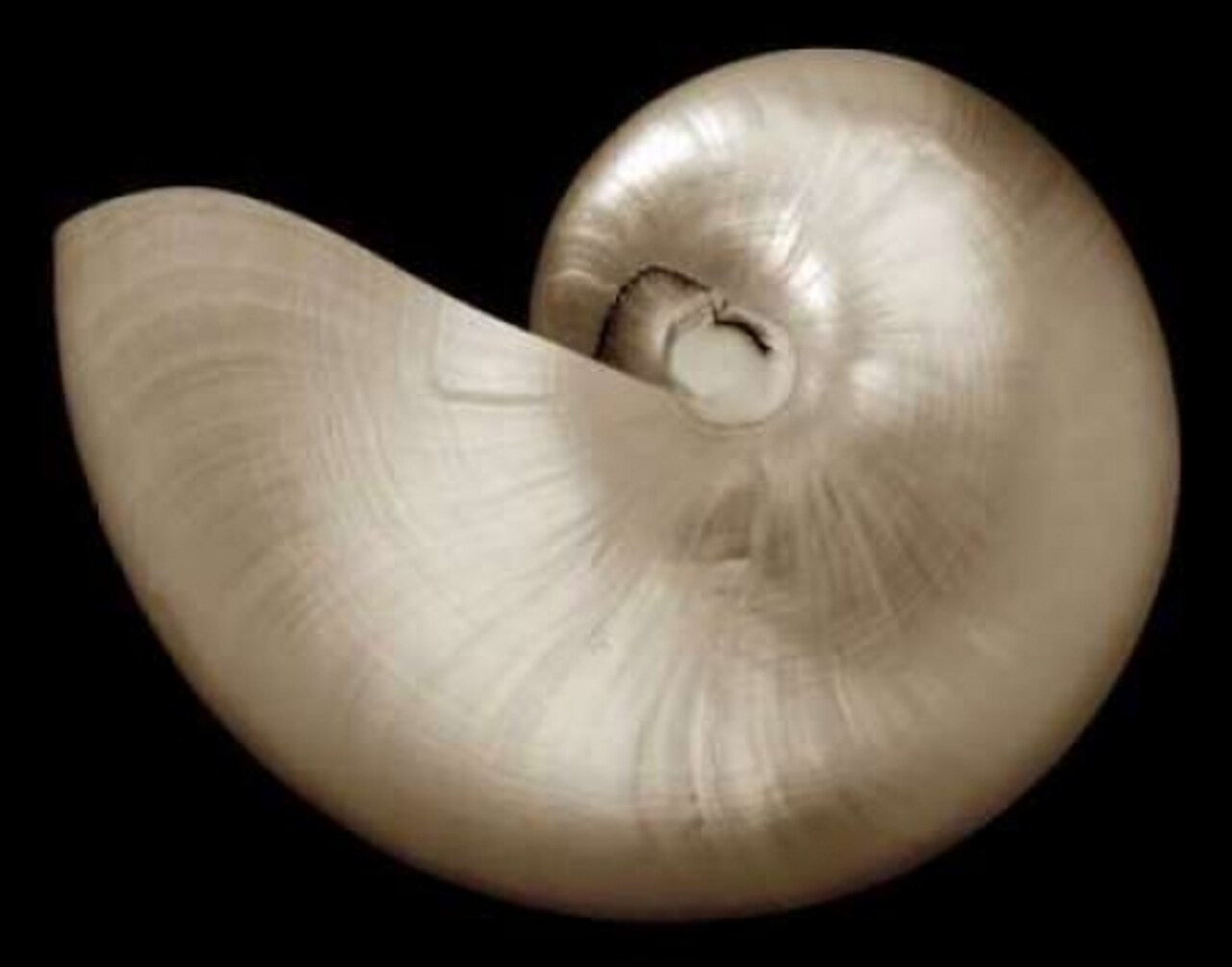 Ocean Keepsake I Poster Print by Charles Britt - Item # VARPDX5535